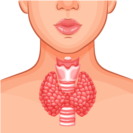Thyroid